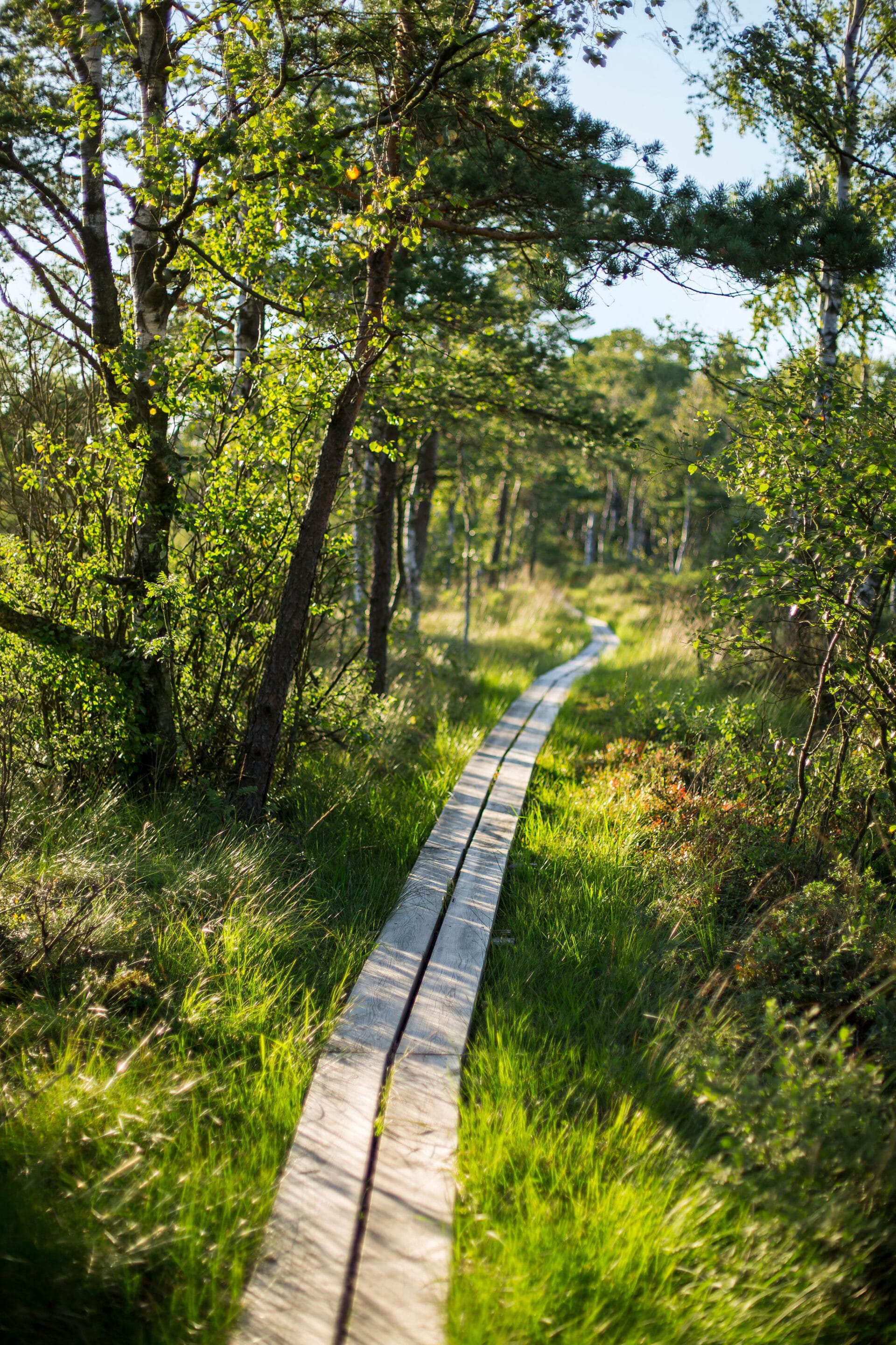 Spångad led i Lya Ljunghed @naturebylouise